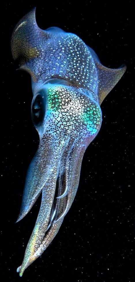 A Cuddlefish off Okinawa, Japan Creature Marine, Regnul Animal, Fauna Marina, Deep Sea Creatures, Beautiful Sea Creatures, Water Animals, Underwater Creatures, Underwater Life, Water Life