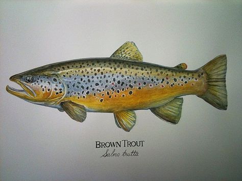 Brown Trout Watercolor, Brown Trout Painting, Brown Trout Art, Trout Tattoo, Trout Painting, Trout Art, Rainbow Trout Fishing, Fly Fishing Art, Trout Fishing Tips