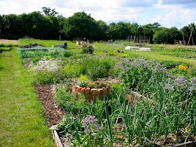 Permaculture Allotment, Buying Land, Food Growing, Rich Food, Annual Garden, City Farm, Potager Garden, Permaculture Gardening, Permaculture Design