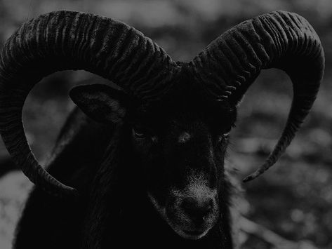 Taipan Snake, Hebridean Sheep, Dsmp Aesthetic, Wilting Flowers, Angry All The Time, Chaos Witch, Goat Of Mendes, The Harbingers, Forest Dweller