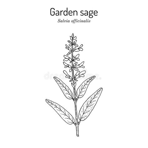 Salvia Officinalis Illustration, Salvia Tattoo Flower, Sage Flower Drawing, Sage Plant Tattoo, Salvia Tattoo, Sage Leaf Tattoo, Sage Drawing, Sage Illustration, Thomas Tattoo