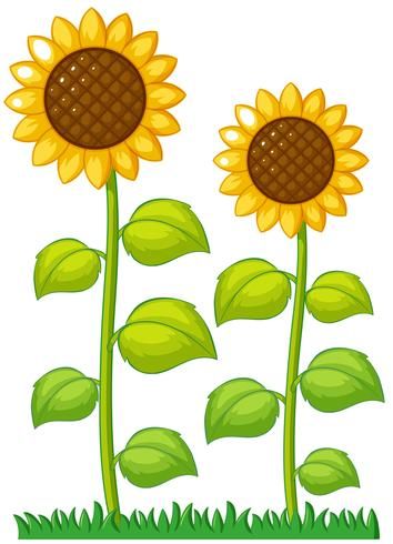 Garden Drawing Ideas, Flower Garden Drawing, Sunflower Images, Planting Sunflowers, Sunflower Clipart, School Wall Art, Garden Illustration, Garden Drawing, Sunflower Garden