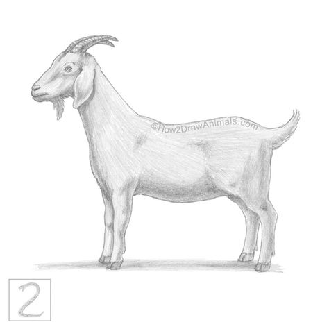 Goat animal drawing in graphite pencil Goat Pencil Drawings, Goat Sketch Drawings, How To Draw A Goat, Goat Drawing Sketch, Mountain Goat Drawing, Goat Drawing Easy, Goats Drawing, Goat Drawings, Goat Sketch