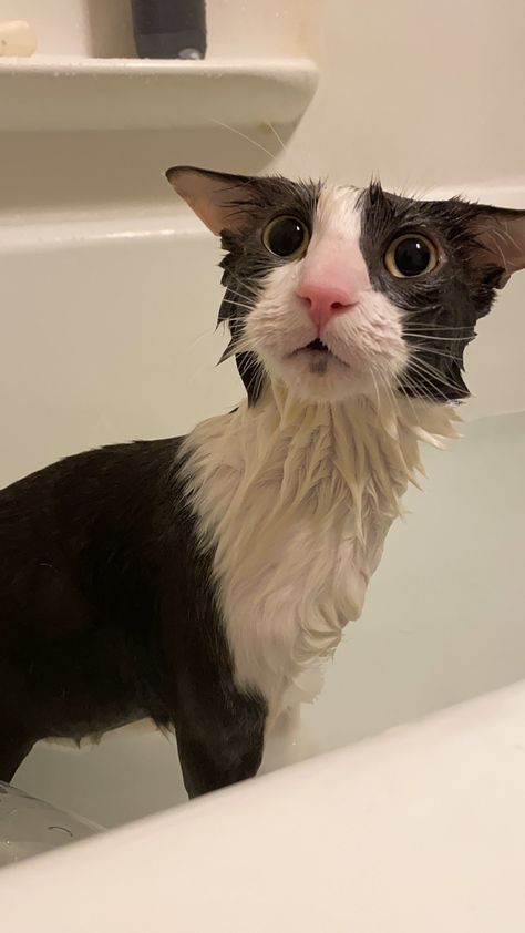 Cat With Soap On Head, Wet Cat Reaction Pic, Soggy Cat, Got Funny, Cat Shark, Hate Cats, Toro Inoue, Wet Cat, Silly Cats Pictures