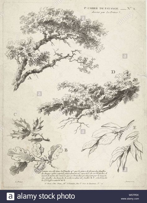 Download this stock image: Study of branches with leaves 1er Cahier de paysage (series title), Study of branches with leaves including oak leaves and holly. Four lines of French text explain the different ways of drawing with chalk to express the character of the tree and the leaf. Print from series with unknown number of prints for the instruction of drawing landscapes in chalk., Trees (parts of plants), Gilles Demarteau (mentioned on object), Paris, 1732 - 1776, paper, etching, h 305 mm × w 23 Drawings Of Trees, Branches With Leaves, Nature Sketch, Tree Sketches, Free Illustration Images, Landscape Sketch, Leaf Drawing, Landscape Drawings, Tree Drawing