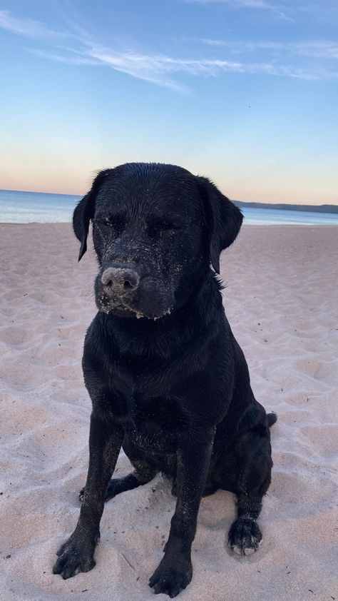 Black Lab On Beach, Labernese Dog, Black Labrador Aesthetic, Black Lab Aesthetic, Black Dogs Aesthetic, Black Retriever, Labrador Retriever Black, Labrador Black, Black Lab Dog