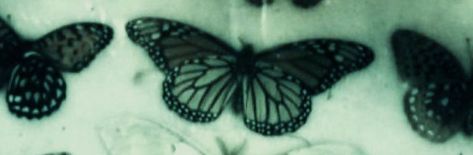 Green Butterfly Header, Green And Black Twt Header, White And Green Header Twitter, Grunge Twt Header, Dark Cottagecore Header, Twitter Header Photos Green, Butterfly Header Aesthetic, Green Banner Twitter, Aesthetic White Twitter Header