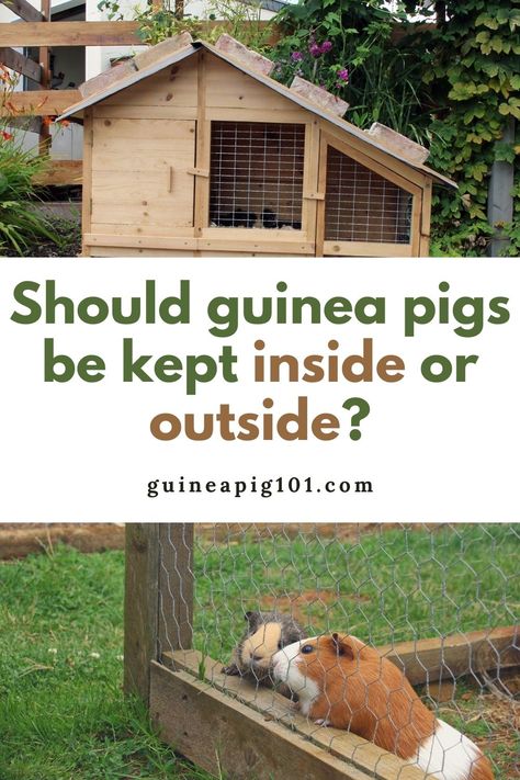 Outside Guinea Pig Enclosure, Guinea Pig Hutch Outdoor, Guinea Pig Outdoor Cage Ideas, Guinea Pig Shed Ideas, Outdoor Guinea Pig Habitat, Guinea Pig Outdoor Enclosure, Outdoor Guinea Pig Enclosure, Guinea Pig Cage Ideas Outdoor, Guinea Pig House Diy