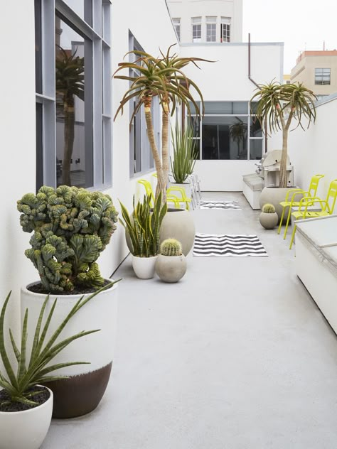 A crested Myrtillocactus (M. geometrizans cristata) in the foreground “shares a narrow balcony with potted Furcraea macdougalii and Aloe barberae.” says Nolan. Daniel Nolan, Low Water Landscaping, Balkon Decor, Low Water Gardening, Flora Grubb, Dry Garden, Rooftop Garden, Roof Garden, Modern Landscaping