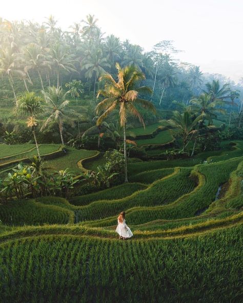 Bali | Luxury | Travel on Instagram: “Morning’s stroll around the beautiful Tegal Alang Rice Terrace 🌾 Ubud Vibes #balilux by @danmaniel Follow us @bali.lux for Bali's Best…” Voyage Bali, Bali Holidays, Nature Architecture, Rice Terraces, Adventure Photography, Bali Travel, Lombok, Travel Goals, Ubud