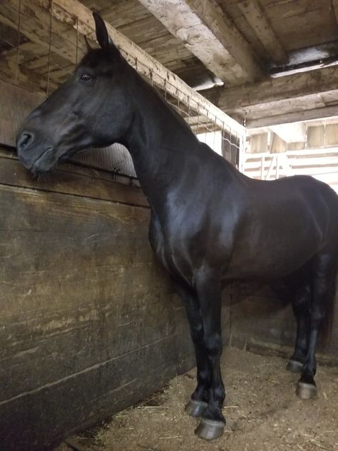 Black Thoroughbred Horse, Black Thoroughbred, Horse In Stable, Big Cars, Horse Art Drawing, Horse Shelter, Horse Facts, Barrel Horse, Black Horses