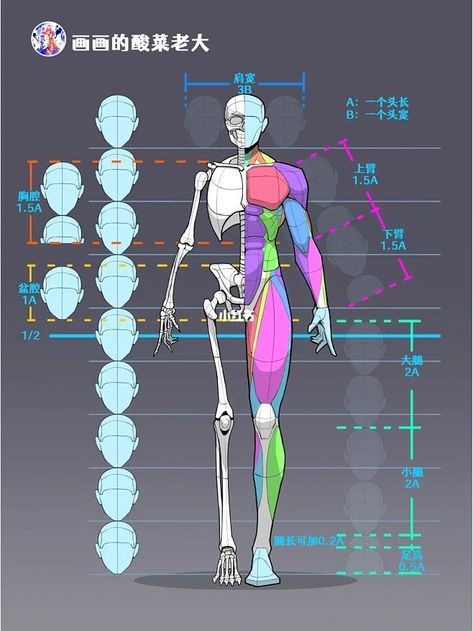 Half Skeleton, Human Body Drawing, Man Anatomy, Anatomy Sculpture, Anatomy Tutorial, Human Anatomy Drawing, Body Drawing Tutorial, Muscle Anatomy, Human Figure Drawing