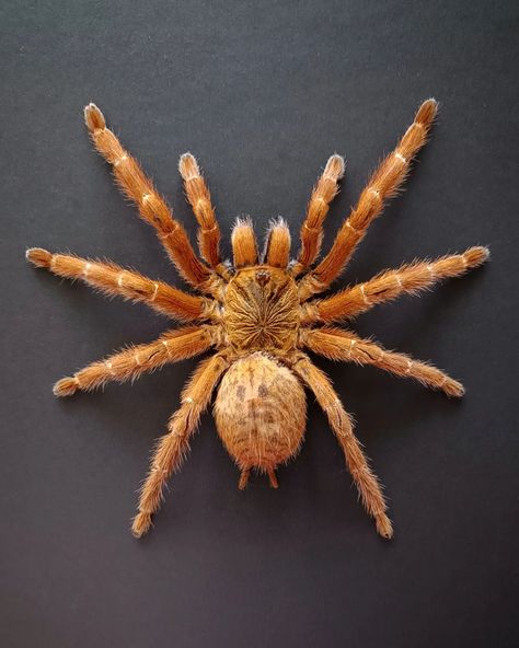 Getting ready a drop of spiders this weekend ✨🕷️ How lovely this Orange baboon tarantula is! And it comes with its own saved abdomen. Of course, we do spiders with gemstones for the update too. Stay tuned! www.tarantulabox.com @tarantulabox #tarantula #spiders #witchyvibes #insectsofinstagram #gothicart #oddities #curiosity #witchy #witchcraft #curio #taxidermy #gothichome #witchythings #wallhanging #tattooideas #tattooinspiration #darkartist #mementomori #oddity #odditiesandcuriodities #c... Arboreal Tarantula, Orange Baboon Tarantula, Mexican Tarantula, Mexican Red Rump Tarantula, Indian Ornamental Tarantula, Baboon, Insect Art, Witchy Vibes, Scientific Illustration