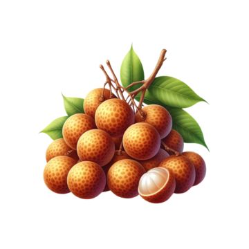 fresh longan,fresh longan isolated,longan,fruit,food,fresh fruit,fresh,delicious longan,delicious,dried longan,dimocarpus longan,photography,free photography,fruits and vegetables,delicious fruit,snacks,health,big longan,hand painted,small longan,tropical fruit,fruit illustration,yellow,fruit longan,peeled longan,pulp Longan Fruit, Fruit Fresh, Fruit Fruit, Logo Cloud, Yellow Fruit, Fall Music, Fruit Food, Black And White Tree, Fruit Illustration