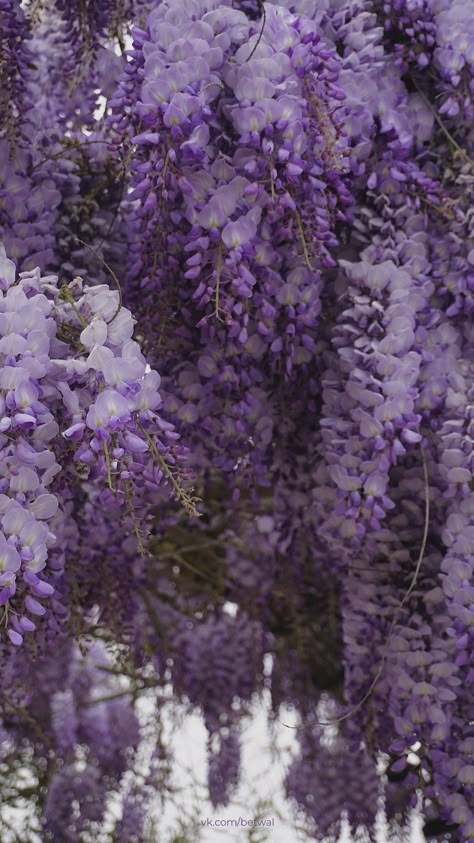 Wisteria Aesthetic, Chinese Wisteria, 15 Aesthetic, Purple Aesthetics, Wisteria Flowers, Purple Wisteria, Purple Fairy, Iphone Wallpaper Lights, Purple Flowers Wallpaper