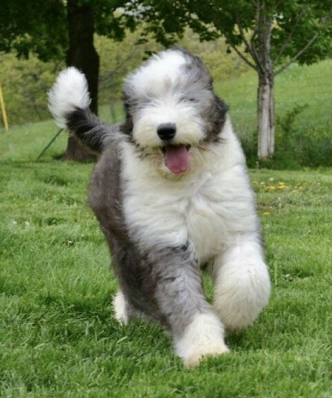 Sheepadoodle Grooming Styles, Aussiedoodle Haircut, Sheepadoodle Grooming, English Sheepdog Puppy, Old English Sheepdog Puppy, Lovers Tattoo, Big Fluffy Dogs, English Dogs, Cute Fluffy Dogs