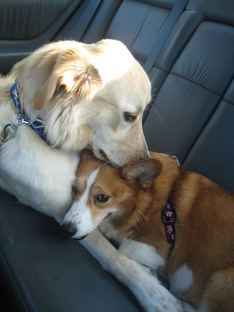 Golden and a Corgi...does it get any better? Corgi And Golden Retriever, Corgi Mix Puppies, Golden Corgi, Corgi Pictures, Super Cute Dogs, Corgi Mix, Beautiful Dogs, Cuteness Overload