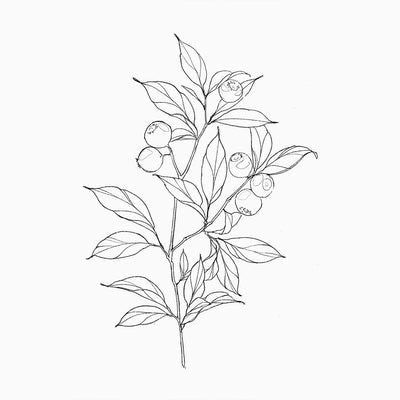 Saskatoon Berry Branch Tattoo, Berry Branch Drawing, Blueberry Branch Drawing, Fine Line Blueberry Tattoo, Berry Tattoo Design, Blueberry Plant Tattoo, Berry Branch Tattoo, Blueberry Bush Tattoo, Blueberry Vine Tattoo