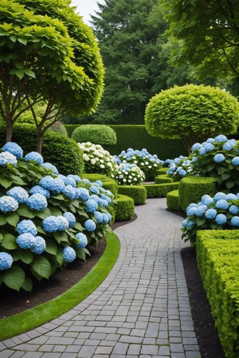 Backyard Hydrangea Landscaping, Blue And White Hydrangea Garden, Hydrangea And Arborvitae, Boxwood And Hydrangea Front Of House, Hydrengas Garden Ideas, Hydrangeas In Front Of House, French Garden Ideas, European Gardens, Design A Garden