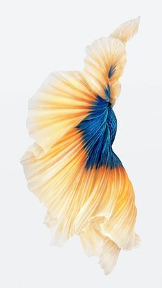 Iphone 7 Stock Wallpaper, Betta Fish Wallpaper, Ios 10 Wallpaper, Fish Wallpaper Iphone, Live Wallpaper Iphone 7, I Phone 7 Wallpaper, Iphone 6s Wallpaper, Beautiful Live Wallpaper, Tapete Gold