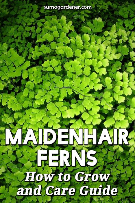 Fern Varieties, Ferns Care, Maidenhair Fern, Container Gardening Flowers, Survival Gardening, Inside Plants, House Plant Care, House Plants Indoor, Bedding Plants