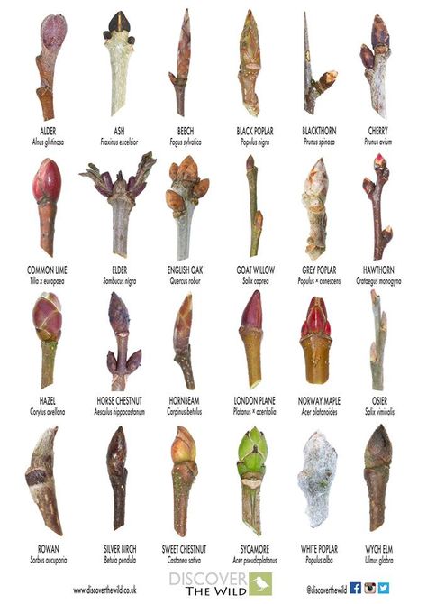 A handy guide to identifying trees from their buds | Lightwater Identifying Trees, Plantarea Legumelor, Leaf Identification, Tree Buds, Tree Id, Tree Identification, Have Inspiration, Plant Identification, Winter Trees