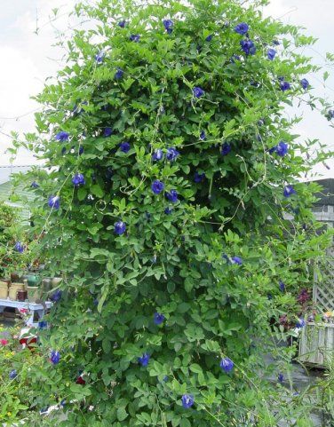 Organic Blue Aparajita Butterfly Pea Vine Clitoria ternatea - 8 Seeds Cucumber Gardening, Blue Flowers Garden, Indian Garden, Flax Flowers, Garden Vines, Butterfly Pea Flower, Butterfly Pea, Pea Flower, Bulb Flowers