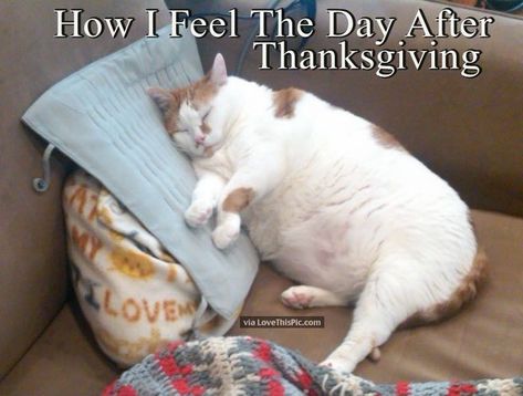 How I Feel The Day After Thanksgiving Happy Thanksgiving Memes, Thanksgiving Meme, Happy Thanksgiving Funny, Day After Thanksgiving, Cat Yawning, Thanksgiving Pictures, Thanksgiving Images, Thanksgiving Day Parade, Happy Thanksgiving Quotes