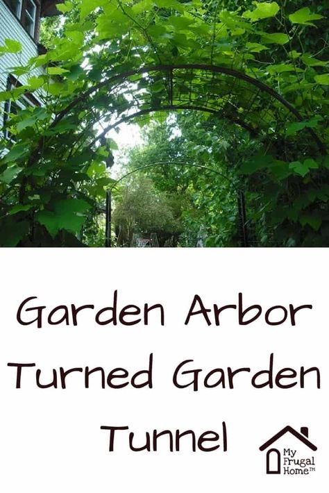 How to Turn a Garden Arbor into a Garden Tunnel Arbor Tunnel, Garden Tunnel, Codling Moth, Mason Bee House, Grape Arbor, Bee Houses, Family Recipe Book, Side Yard Landscaping, Organic Pest Control