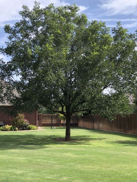 Pecan Tree Basil Garden, Texas Trees, Pecan Trees, Pecan Tree, Victory Garden, Hand Building, Sweet Basil, Forest Garden, Need A Break