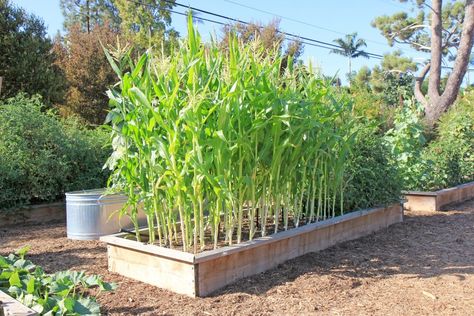 Corn Garden, Growing Sweet Corn, Fruits And Vegetables Pictures, Growing Corn, Vegetable Garden Tips, Summer Vegetables, Corn Plant, Fertilizer For Plants, Food Forest