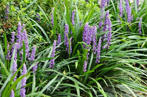 You Should be Growing Liriope in Your Garden – Here’s Why Blue Liriope, Liriope Muscari Big Blue, Lily Turf, Liriope Muscari, Formal Garden Design, Tropical Nursery, American Garden, Formal Garden, Flower Spike