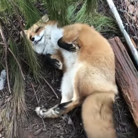 A Tail Wagging Red Fox Rolls Onto Her Back in an Adorable Way of Asking for Some Belly Rubs Kitsune Fox Spirit, Kitsune Fox, Fox Spirit, Fox Pictures, Pet Fox, Cute Fox, Red Fox, Anatomy Art, Animal Photo