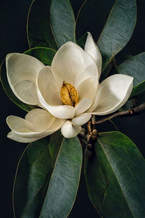 Art Photography Portrait, Fruit Painting, Flower Art Images, Magnolia Flower, Flower Phone Wallpaper, Beautiful Flowers Pictures, Plant Art, Big Flowers, Arte Floral