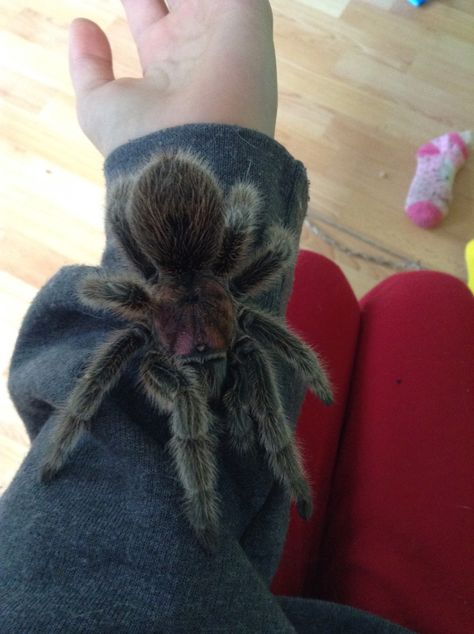 Pet Tarantula Cute, Teranchela Spider, Tarantula Pet Aesthetic, Trantuala Spider Pet, Trantuala Spider Cute, Trantuala Spider, Tarantula Aesthetic, Tarantula Cute, Pet Insects