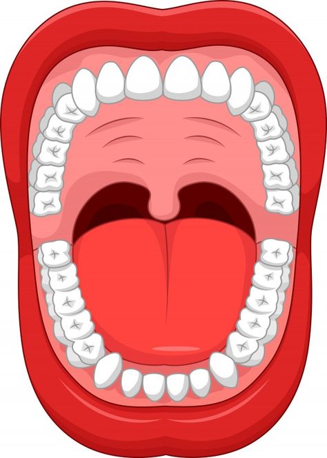 Partes de la boca humana Vector Premium | Premium Vector #Freepik #vector #educacion #medico #dibujos-animados #comic Dental Health Preschool Crafts, Dentist Cartoon, Dental Health Preschool, Dental Health Activities, Human Mouth, Homemade Mouthwash, Sistem Pencernaan, Sikat Gigi, Loose Tooth