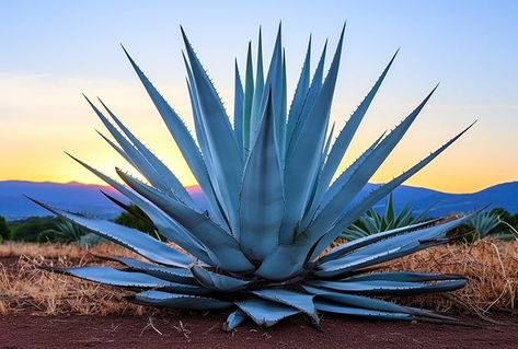 Amazon.com : 10 Agave Americana Seeds for Planting - Century Plant Succulent Seeds : Patio, Lawn & Garden Blue Agave Plant, Mexico Cactus, Agave Americana, Century Plant, Faux Cactus, Yucca Plant, Succulent Seeds, Potager Garden, Blue Agave