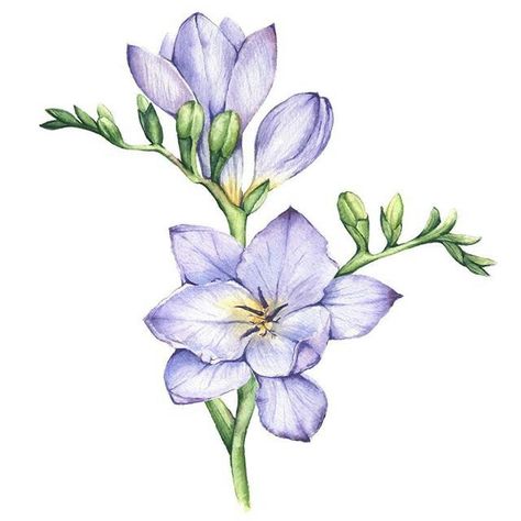 Freesia Flower, Freesia Flowers, Beautiful Flower Drawings, Flower Art Drawing, Floral Drawing, Trendy Flowers, Watercolor Flowers Paintings, Botanical Painting, Botanical Watercolor