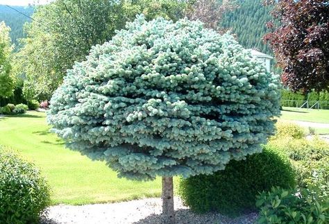 Dwarf Globe Blue Spruce Treeform (1.5 m head) A slow-growing very dense dwarf globular blue spruce with steel-blue needles. This form is grafted on a stem. Grows best in full sun. Canadale Nurseries Ltd. Globe Blue Spruce, Picea Pungens Glauca, Indoor Landscaping, Blue Spruce Tree, Evergreen Landscape, Picea Pungens, Easy Landscaping, Spruce Tree, Garden Shrubs