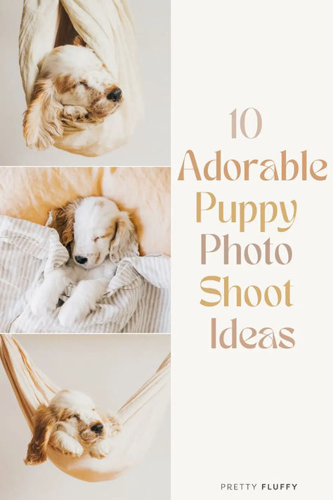 cute puppy photo ideas Pet Mini Sessions Photo Ideas, Puppies Photoshoot Ideas, Cute Dog Photoshoot Ideas, Newborn Puppy Photoshoot Ideas, Puppy Announcement Ideas, New Puppy Photoshoot, Puppy Photoshoot Ideas, Professional Dog Photography, Puppy Photo Ideas