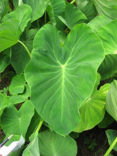 Kalo Plant, Taro Plant, Interesting Plants, Hand Carved Walking Sticks, Magic Spell Book, Healthy Blood Pressure, Plant Drawing, Root Vegetables, Folic Acid