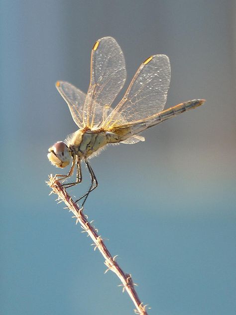 Dragonfly Reference Photo, Dragonfly Drone, Dragonfly Paintings, Dragonfly Flying, Dragonfly Meaning, Dragonfly Images, Dragonfly Photography, Dragonfly Photos, Foto Macro