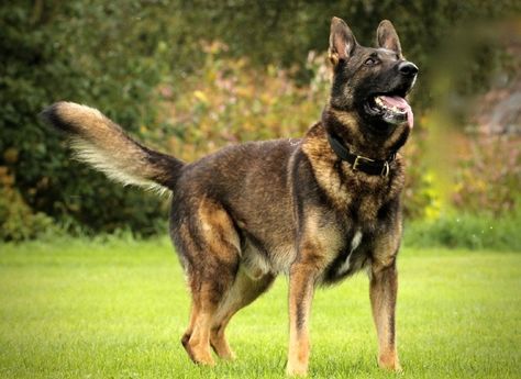 Working Line German Shepherd: Origin, History, Traits & Facts | Hepper German Shepherd Working Line, Working Line German Shepherd, Black German Shepherd Puppy, Dog Services, German Shepherd Facts, Black German Shepherd Puppies, Sable German Shepherd, Smartest Dogs, German Shepherd Breeds