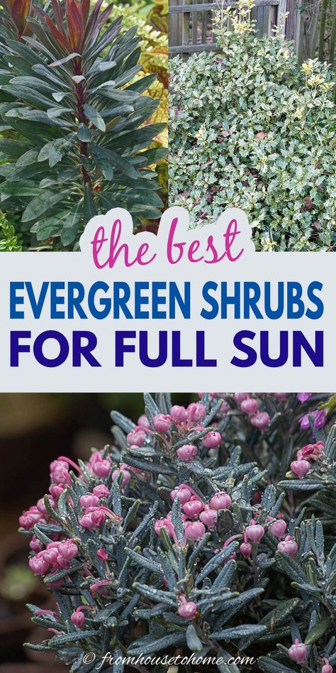 Zone 8 Evergreen Shrubs, Evergreen Flowering Shrubs Zone 8, Border Shrubs Landscaping, Evergreen Foundation Plants, Shrubs For Corner Of House, Best Evergreen Shrubs Front Yards, Shrub Ideas For Front Of House, Short Evergreen Shrubs, Evergreen Front Yard Landscaping