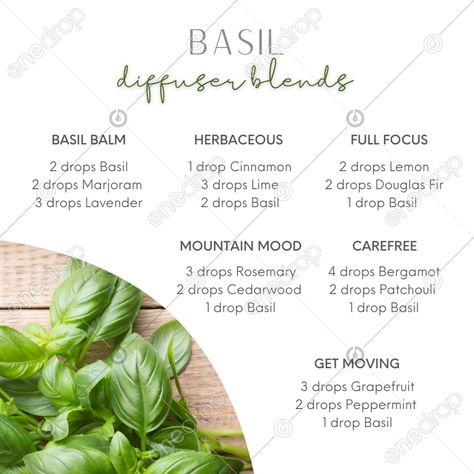 Basil Diffuser Blend, Doterra Basil, Basil Essential Oil, Doterra Wellness Advocate, Sweet Basil, Mind Body Connection, Marjoram, Book Images, Diffuser Blends