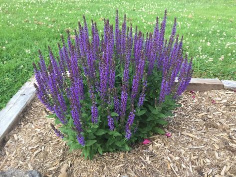 Washington Garden, Subdivision Entrance, Salvia Plants, Gardening Herbs, Lavender Plants, Herbs Plants, Deadheading, Planting Tips, Plant Maintenance