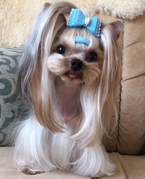 Morkie Haircut, Silver Yorkie, Yorkie Puppy Haircuts, Yorkie Haircut, Yorkie Hair, Yorkshire Terrier Grooming, Yorkie Hairstyles, Dog Haircut, Biewer Terrier