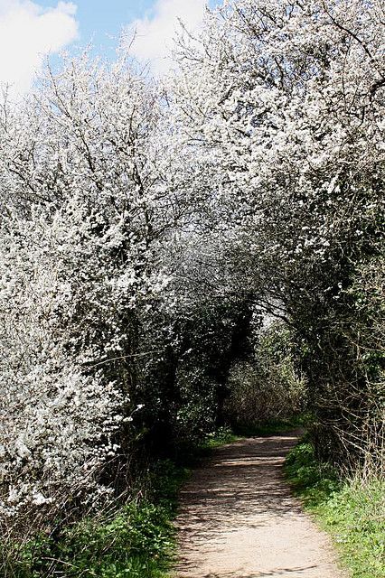 Blackthorn Tree, British Scenery, Witches Garden, Fair Folk, Spring Feeling, Heritage Rose, Eco Garden, Wild Flower Meadow, Meadow Garden