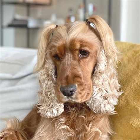 Cocker Spaniel Grooming, Cat Vs Dog, Famous Dogs, American Cocker Spaniel, Cocker Spaniel Puppies, Cocker Spaniel Dog, Spaniel Puppies, Smiling Dogs, Cute Funny Dogs