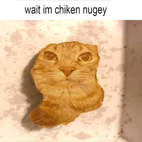 Funny Looking Cats, Ugly Cat, Chicken Nugget, Image Chat, Silly Cats Pictures, Silly Animals, Silly Pictures, A Chicken, Funny Cute Cats